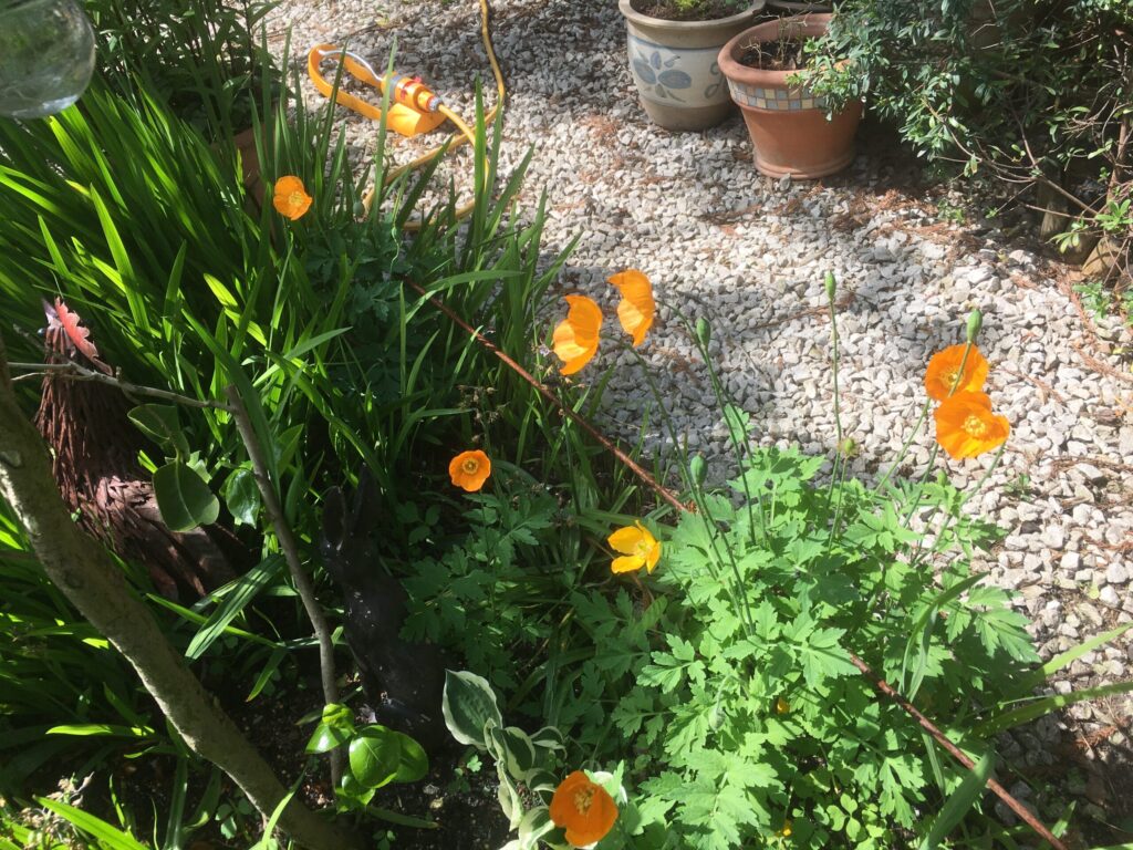 Orange Californian Poppy