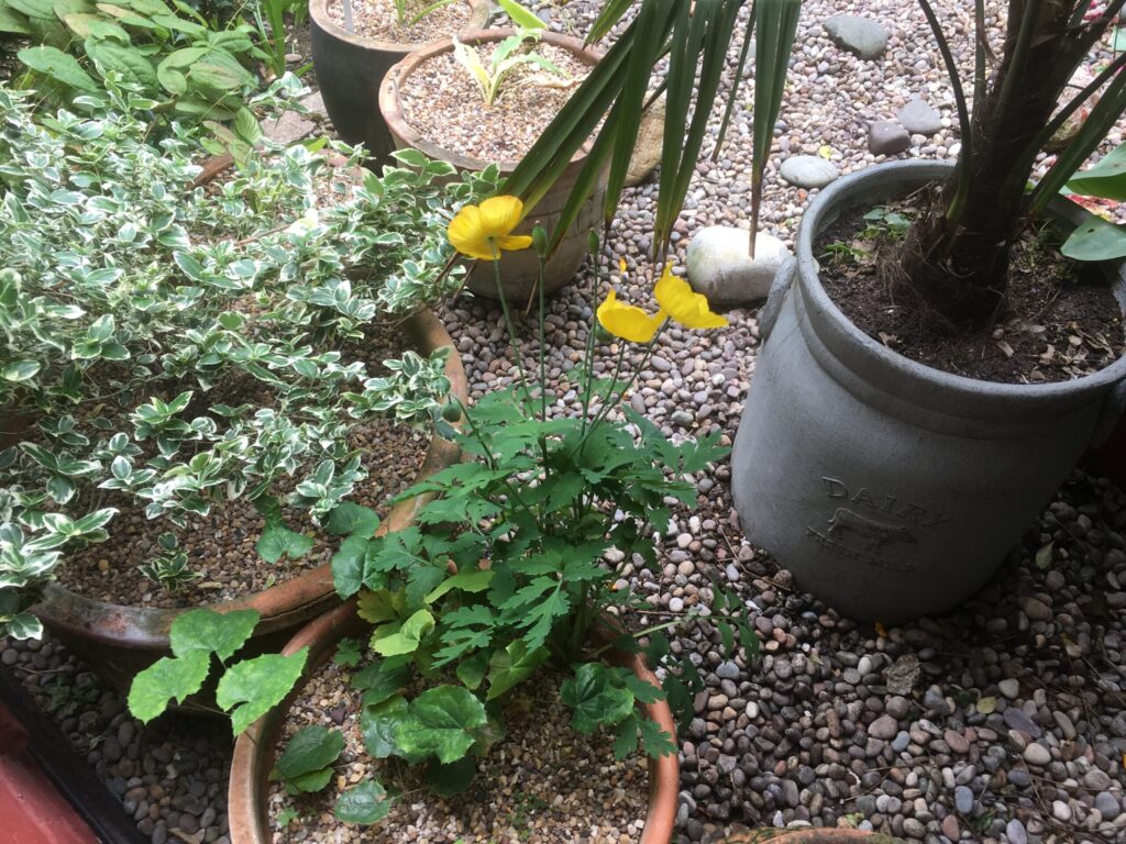 Yellow Californian Poppy