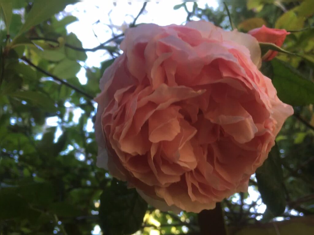 Wedgewood Rose
