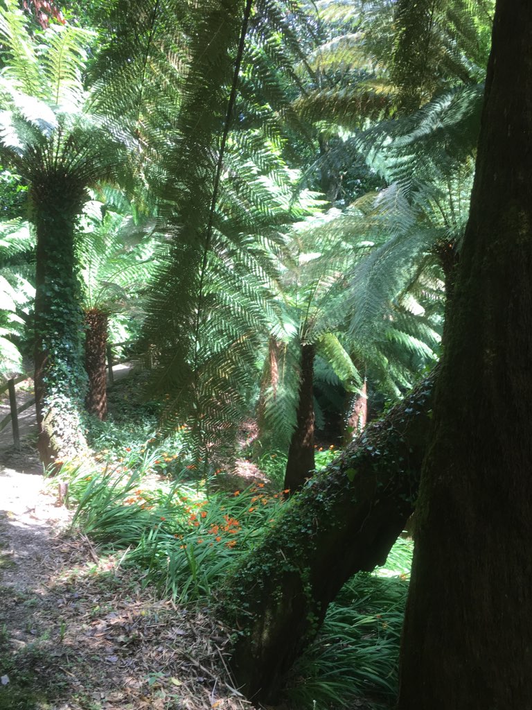 Trewidden Gardens - tree ferns