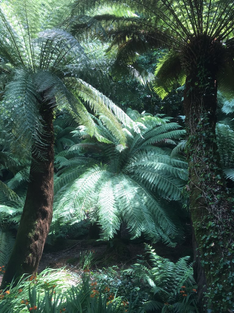 Trewidden Gardens - tree ferns