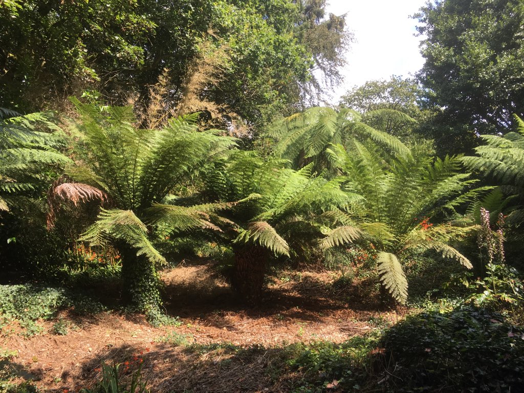 Trewidden Gardens - tree ferns