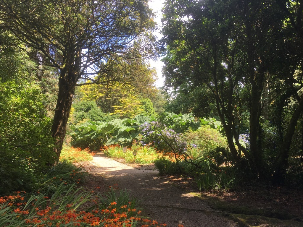 Trewidden Gardens - gunnera