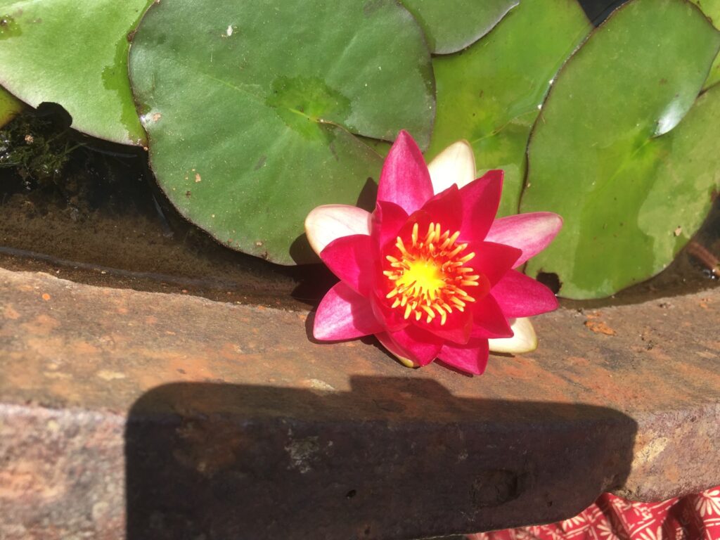 Trewidden Gardens - water lilly