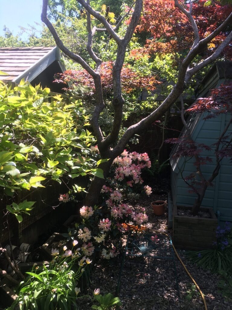 Rhododendron (Yukus) 'Silberwolke'