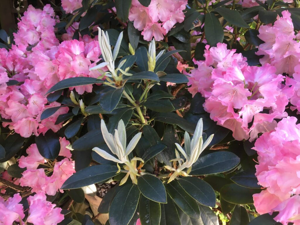 Rhododendron yakushimanum.