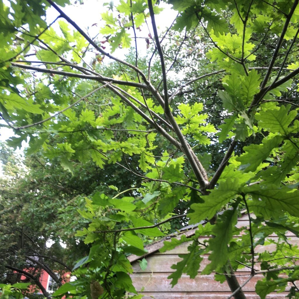 English Oak -  Quercus robur