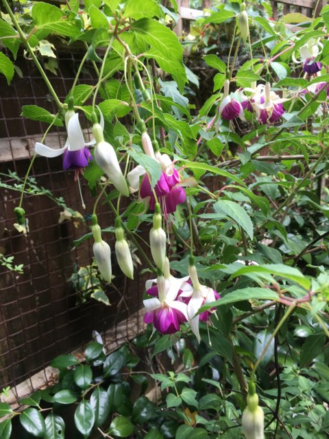 Fuchsia 'Delta's Sarah'