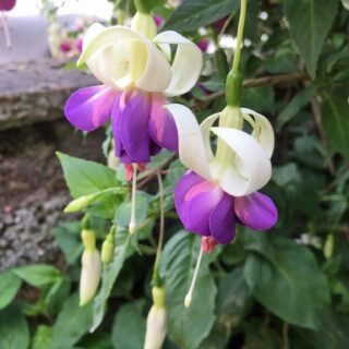 Fuchsia 'Delta's Sarah'