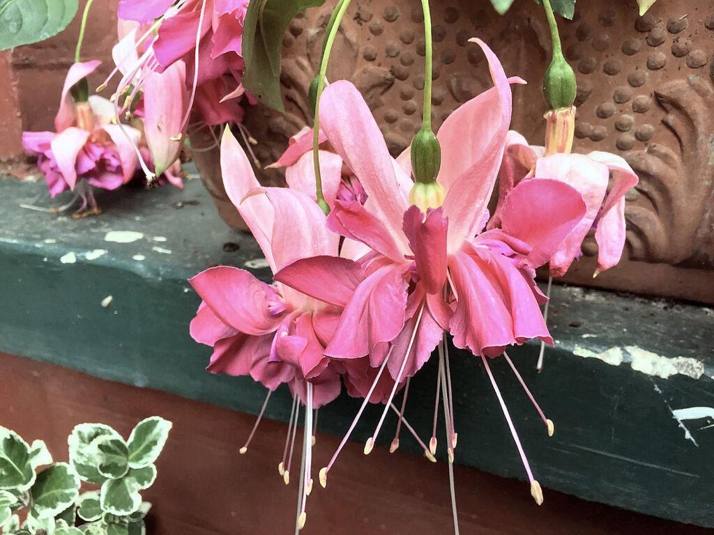 Fuchsia 'Bella Rosella'