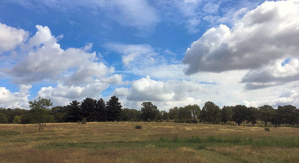 Gladstone Park - wildflower meadow