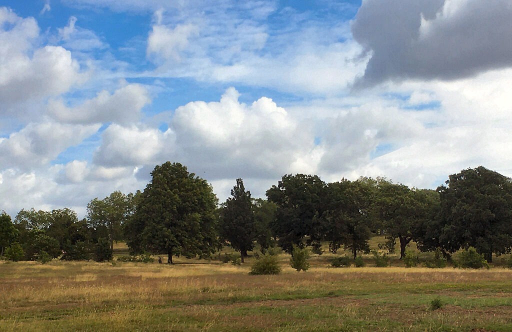 Gladstone Park - wildflower meadow