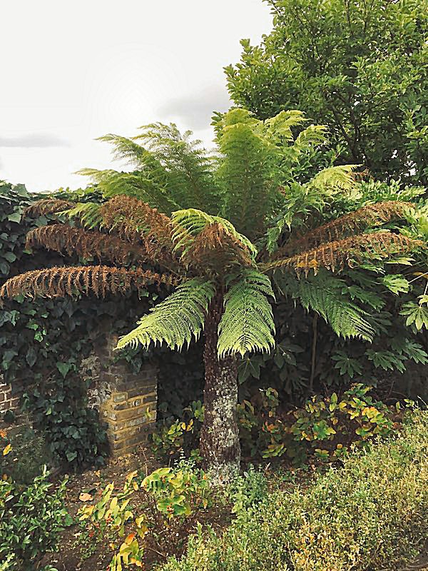 Gladstone Park - tree fern