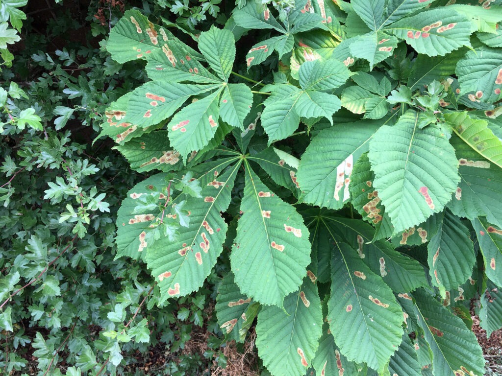 Winter Horse Chestnut leaf blotch fungus